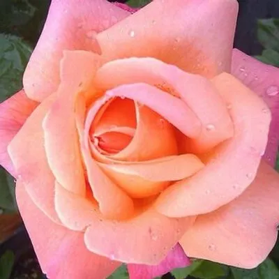 Hannasgardenshop