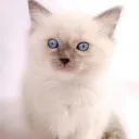 Happy Cat Hotel & Spa logo