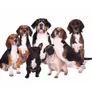 Logo Happy Pets - Happy You
