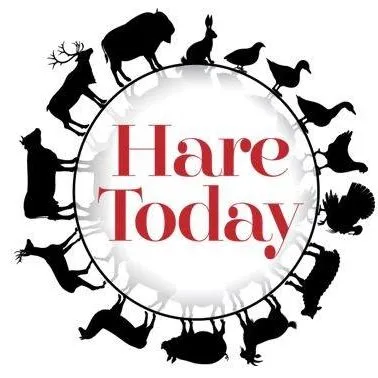 Hare-today