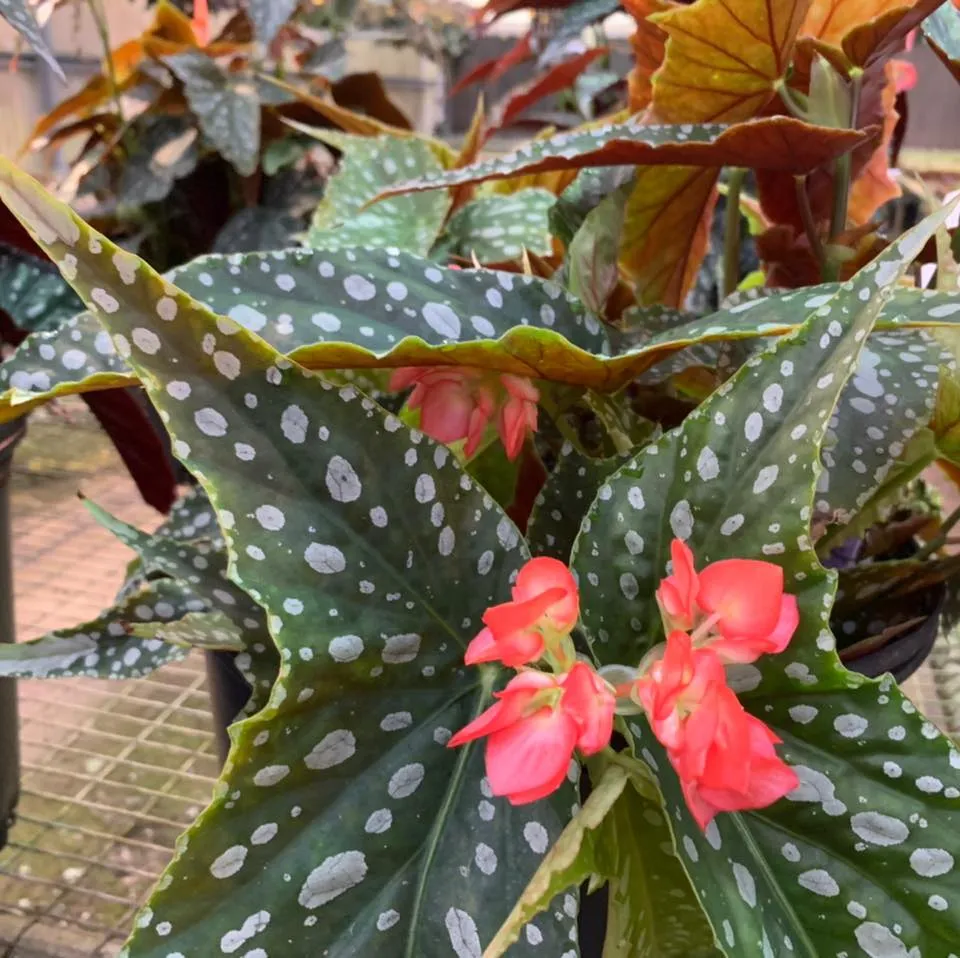 Harmonyfoliage