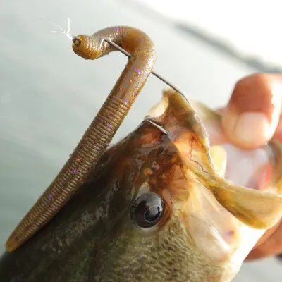 Hayabusafishing
