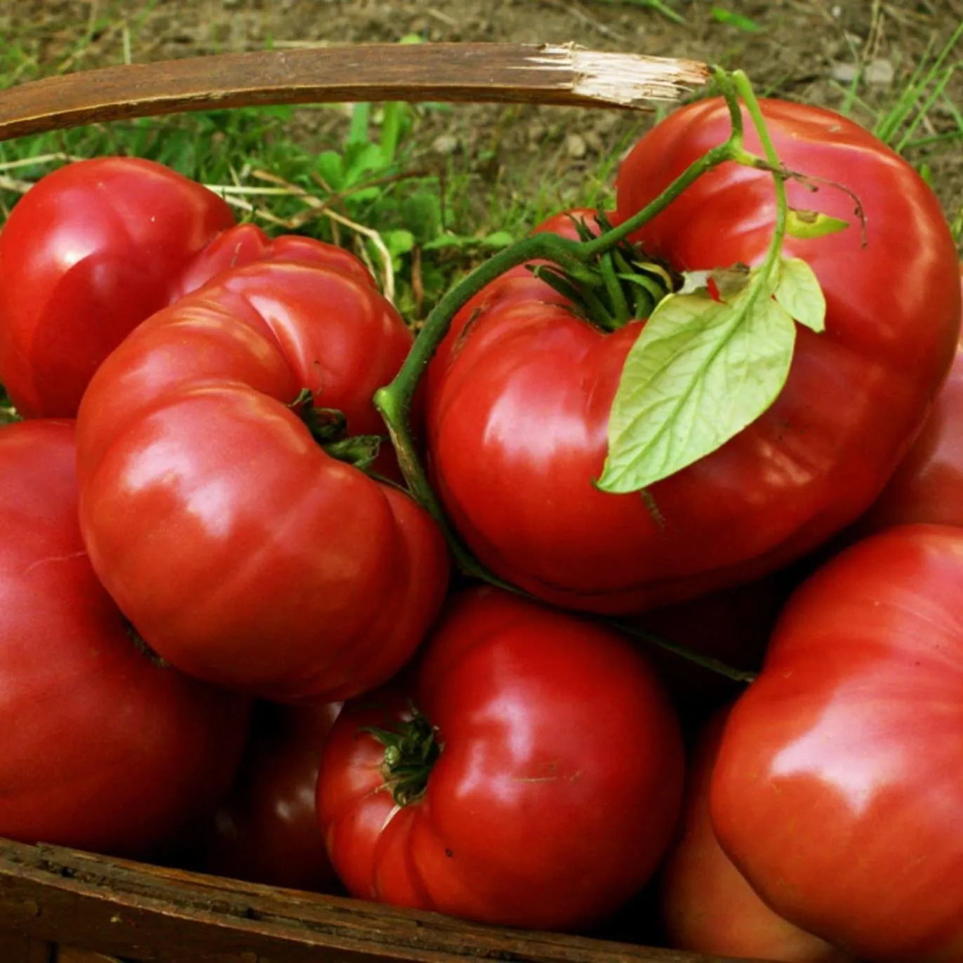 Heirloom-vegetable-seeds