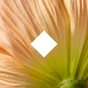 Herbivore Botanicals logo