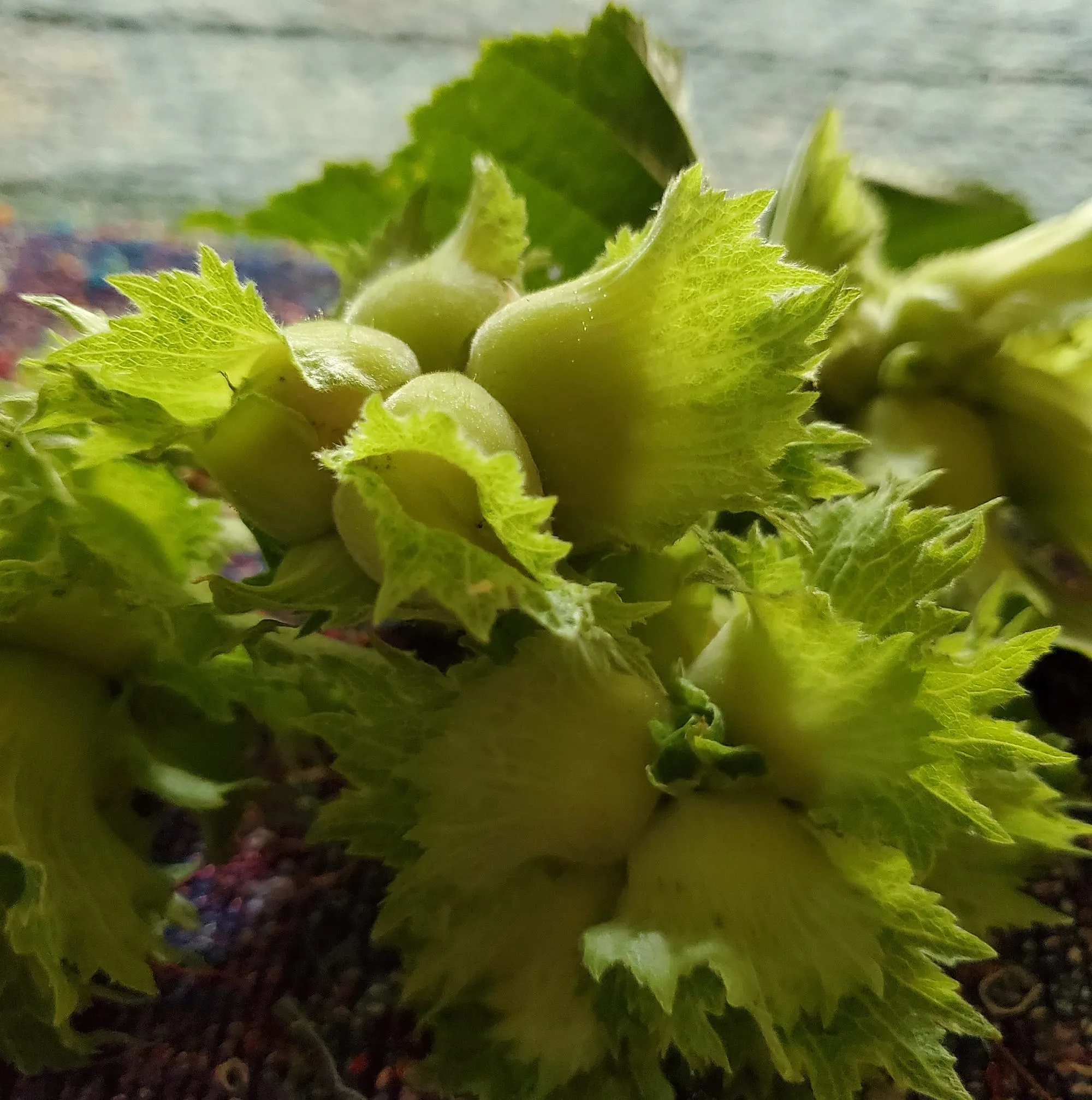 Herbs from the Labyrinth