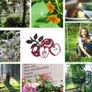 Logo Herberg het Volle Leven - Oude Willem