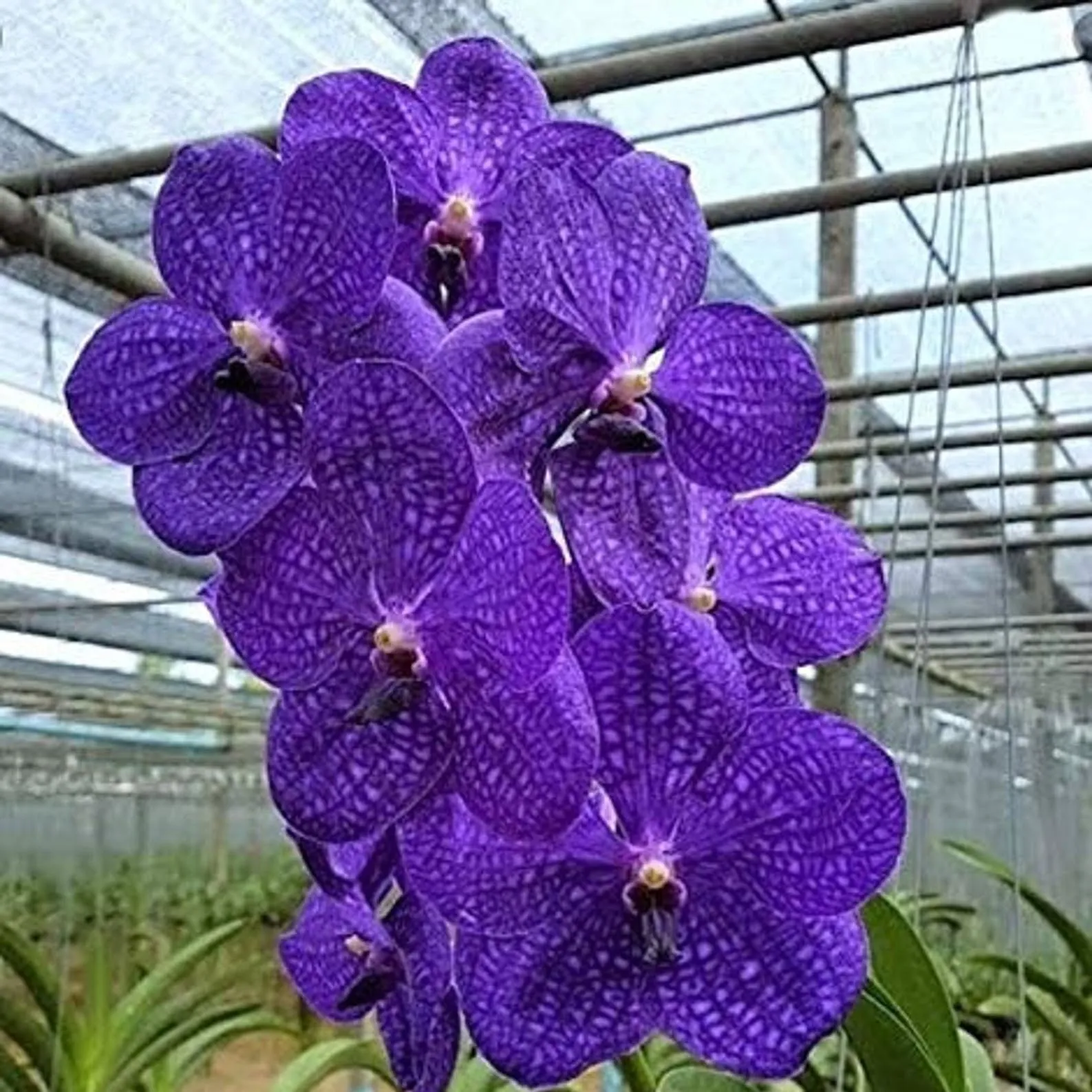 Hiorchids