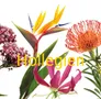 Logo Hollegien