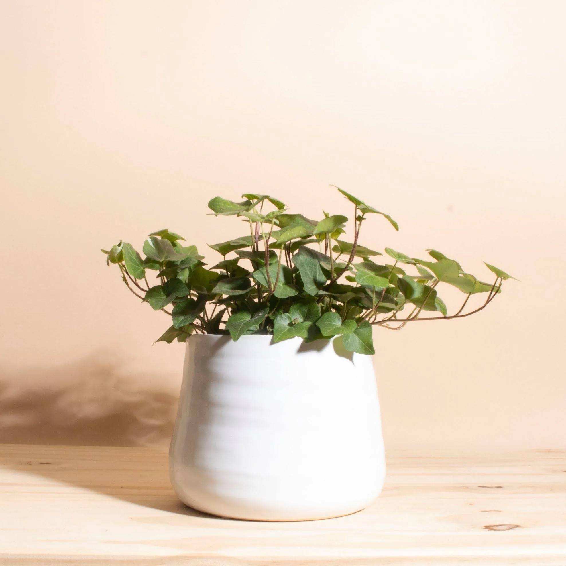 Homebotanicals