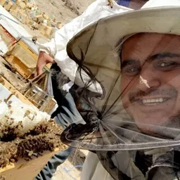 عسل مناحل ابن شعيب