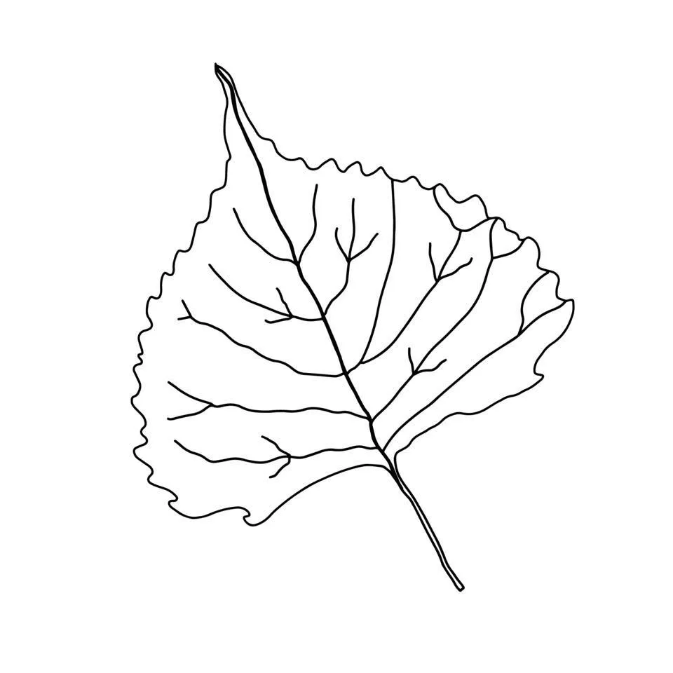 Houseofcottonwood