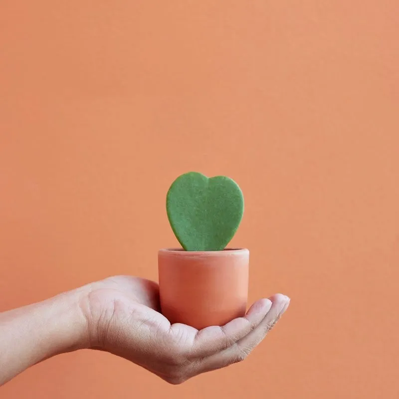 Houseplantwholesale