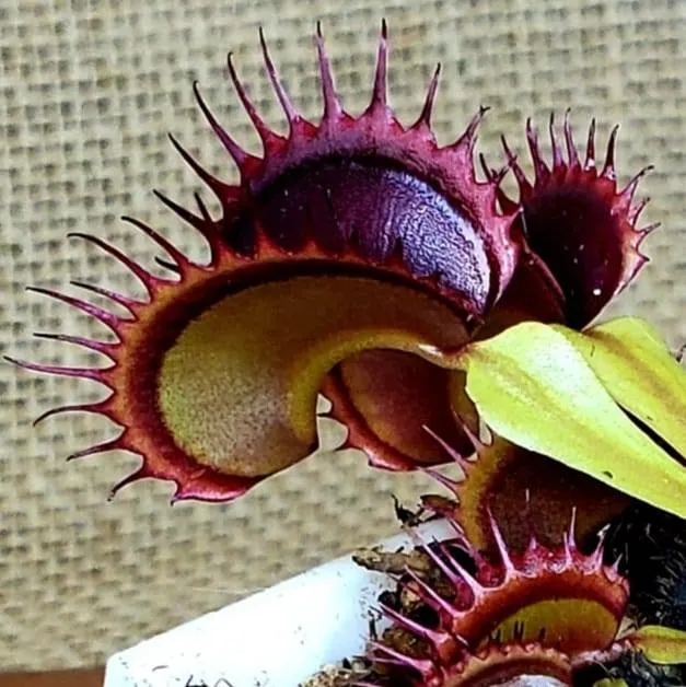 Hunterflytraps