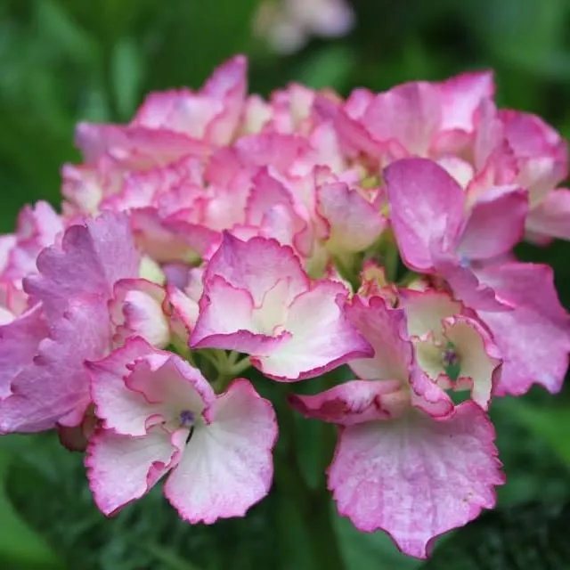 Hydrangeasplus