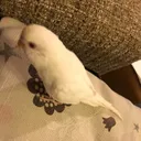 PBFDが勝手に陰転したインコ's icon