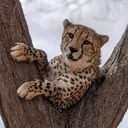 Cheetah Conservation Fund's icon
