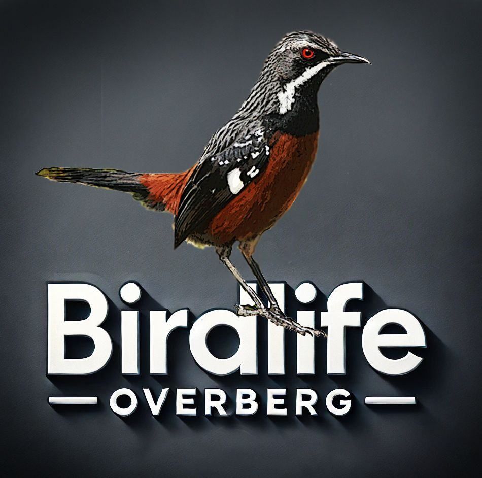 BirdLife Overberg's icon