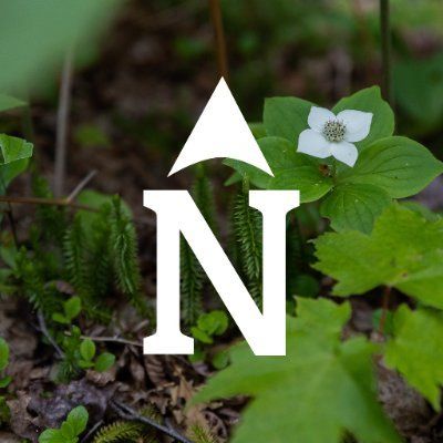 MyNorth's icon