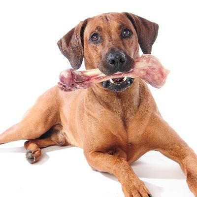 BARF-Check's icon