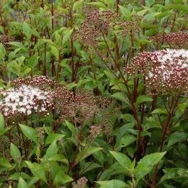 Coastal Hedging's icon