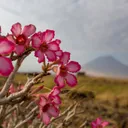 Lake Natron Camp's icon
