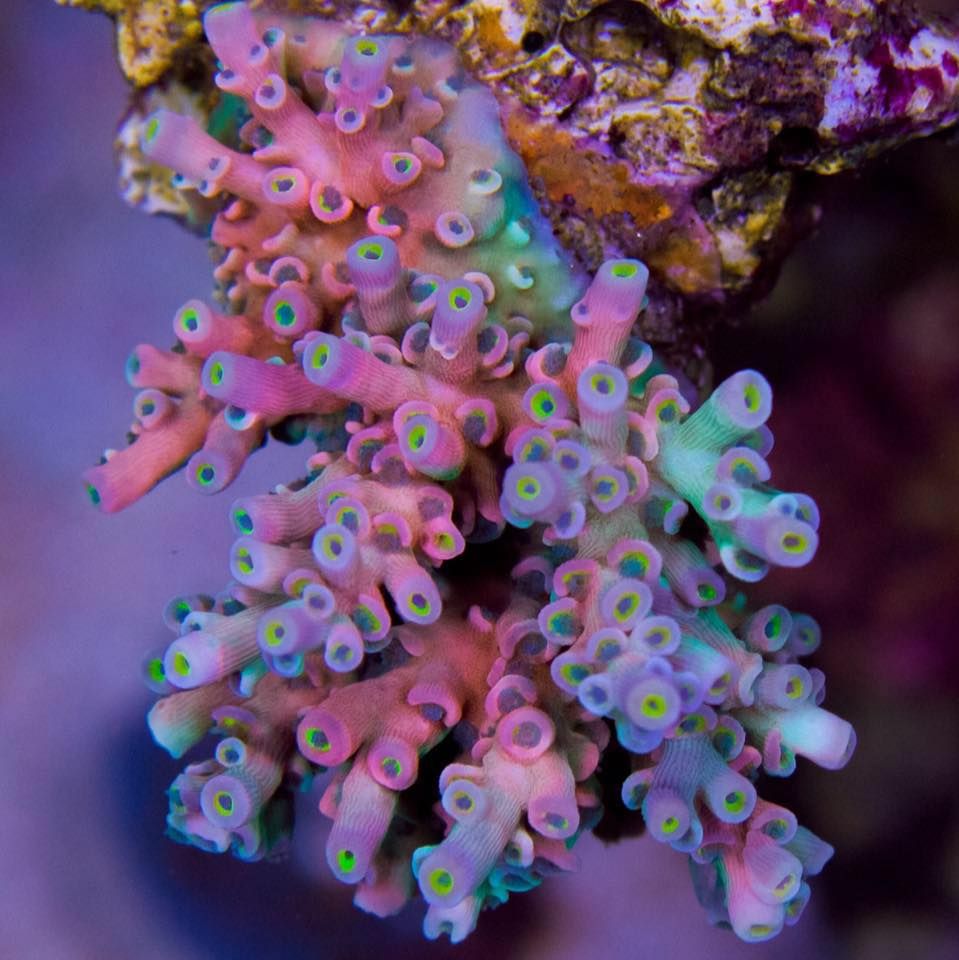 Vivid Aquariums's icon