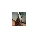 USA Wynson Italian Greyhounds's icon