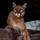 Arizona-Sonora Desert Museum's icon