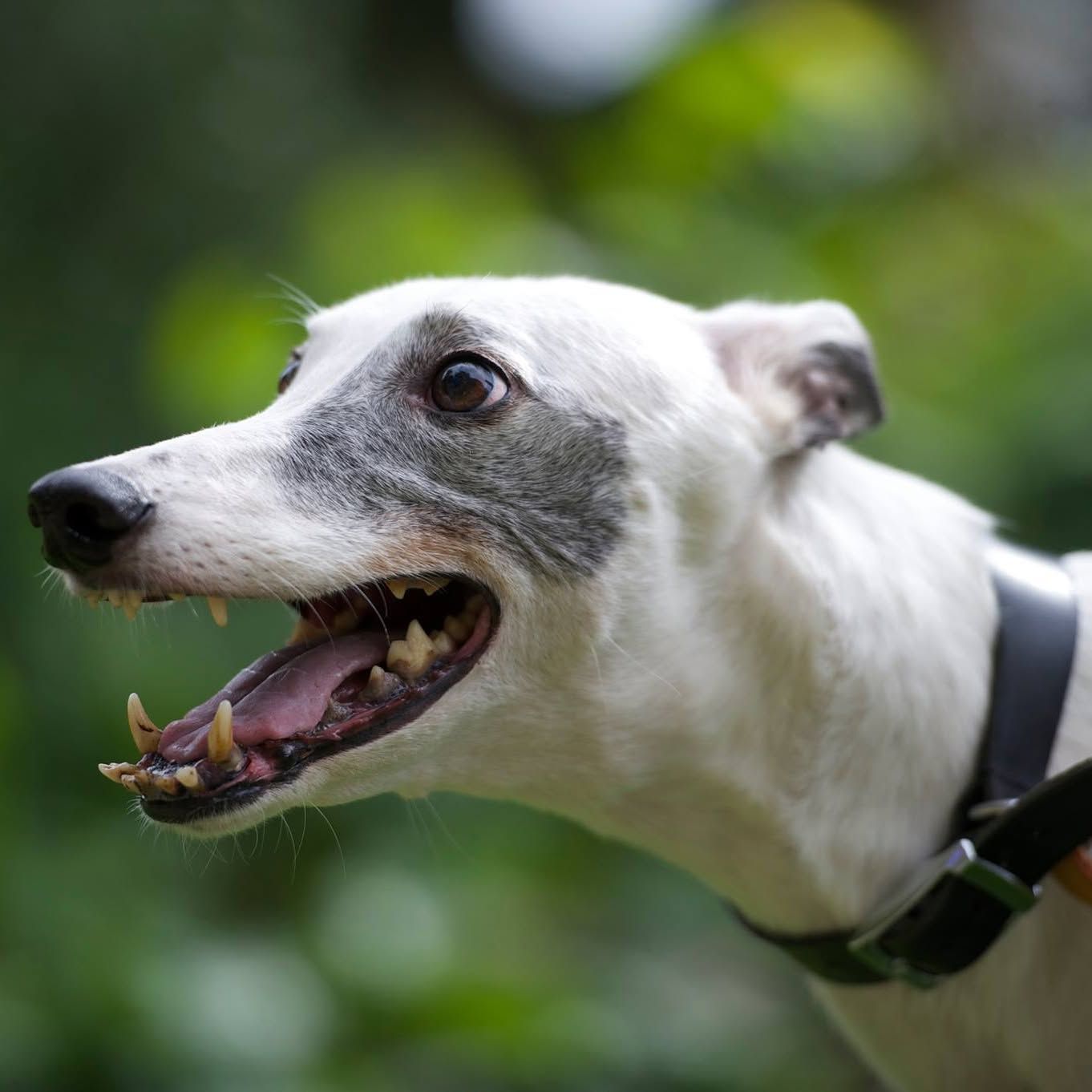 Greyhound Rescue's icon