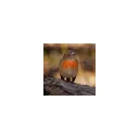 Castlemaine Bird's icon