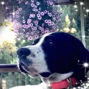 Companion Pet Clinic of Aloha | Aloha OR's icon
