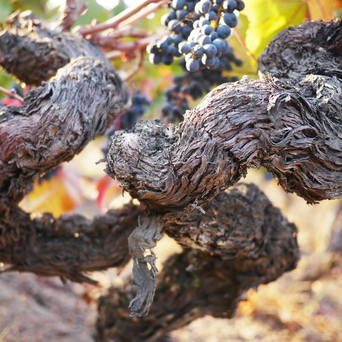 Clos de Luz's icon