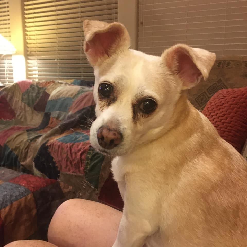 Bird Dog Cat Fish's icon