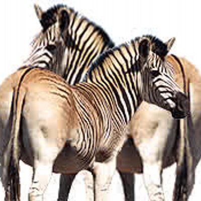 The Quagga Project's icon
