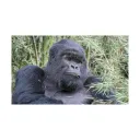 Volcanoes National Park Rwanda's icon