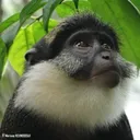 ODDB-NGO's icon