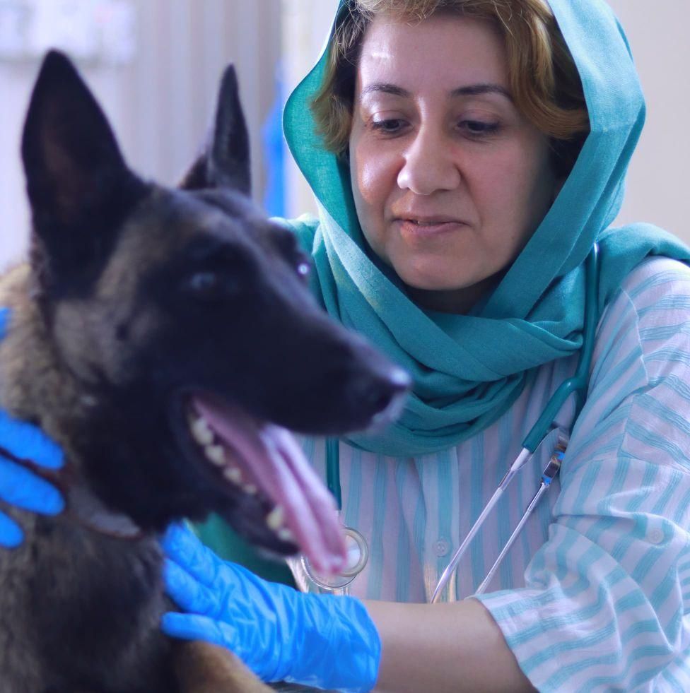 الزوراء للعناية البيطرية بالحيوانات الأليفة's icon