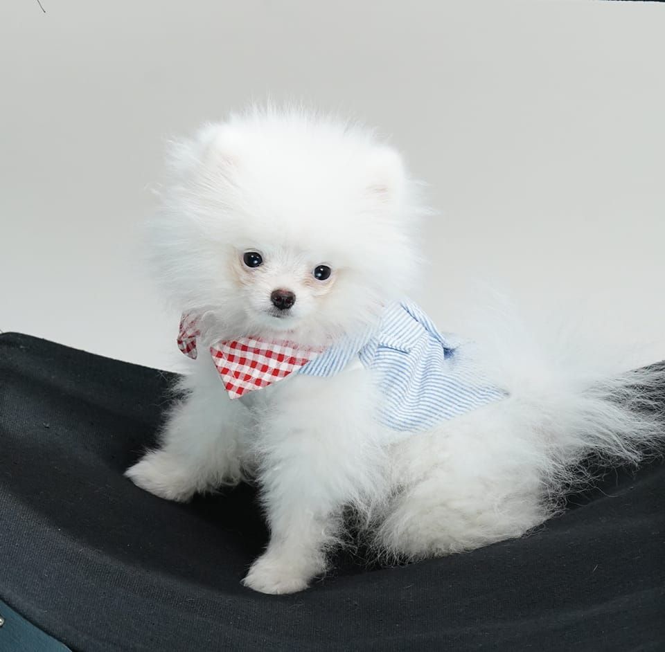 Slushy's icon