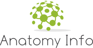 Anatomy Info's logos