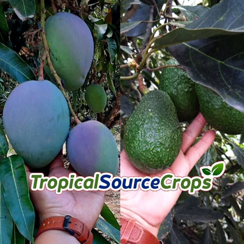 Tropical Source Crops's icon