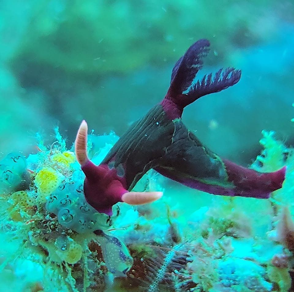 Sound Dive Center's icon