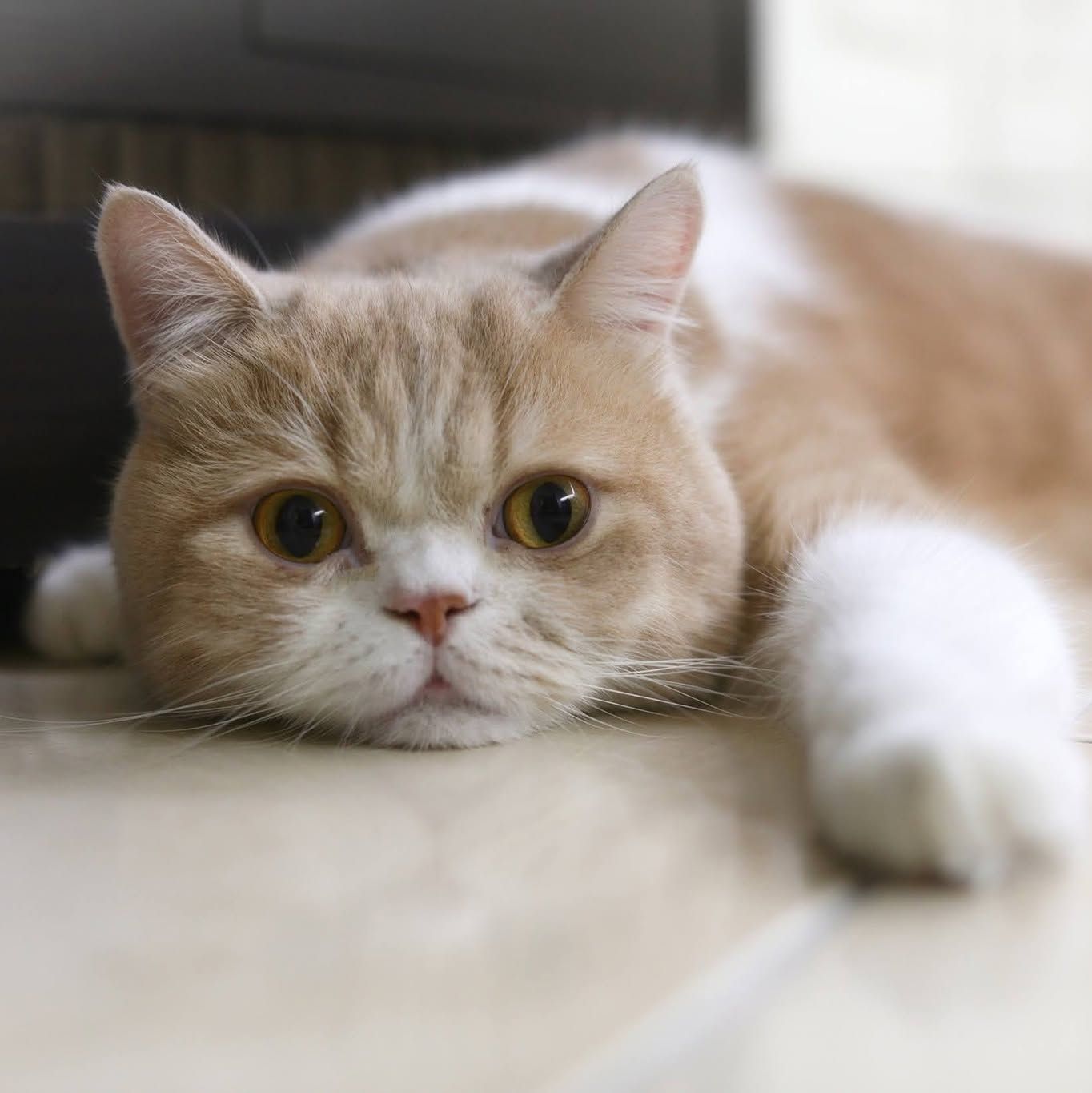meow911.com's brand icon