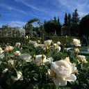 GDA Sidi Amor  مجمع التنمية الفلاحي سيدي عمر's icon