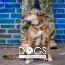 Dogs on Deployment's icon