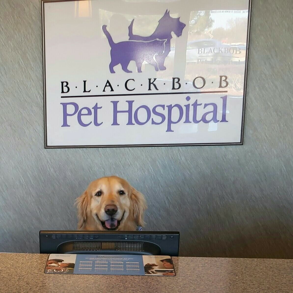 Blackbob Pet Hospital's icon