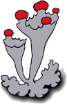 The British Lichen Society's logos