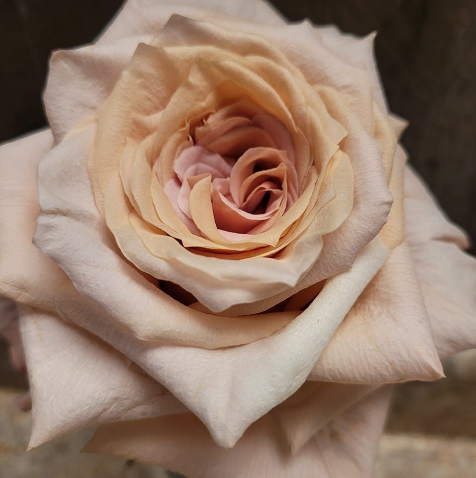 by Americana Flower Station's icon