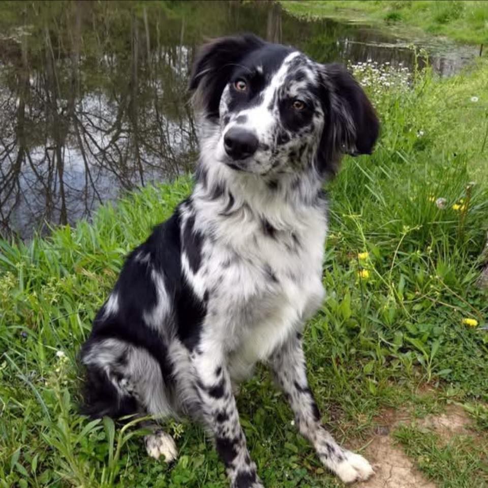 Shady Spring Pet Retreat's icon