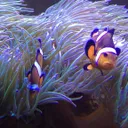 watersedgeincorporated.com's icon