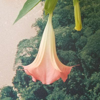 Brugmansia Ministries's icon